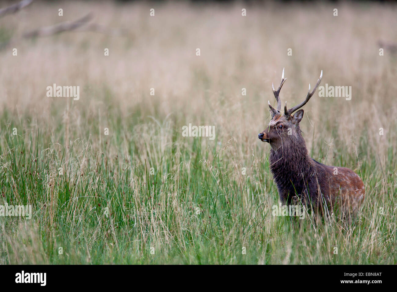 Japanese sika deer (Cervus nippon nippon), stag standing on grass, Denmark Stock Photo
