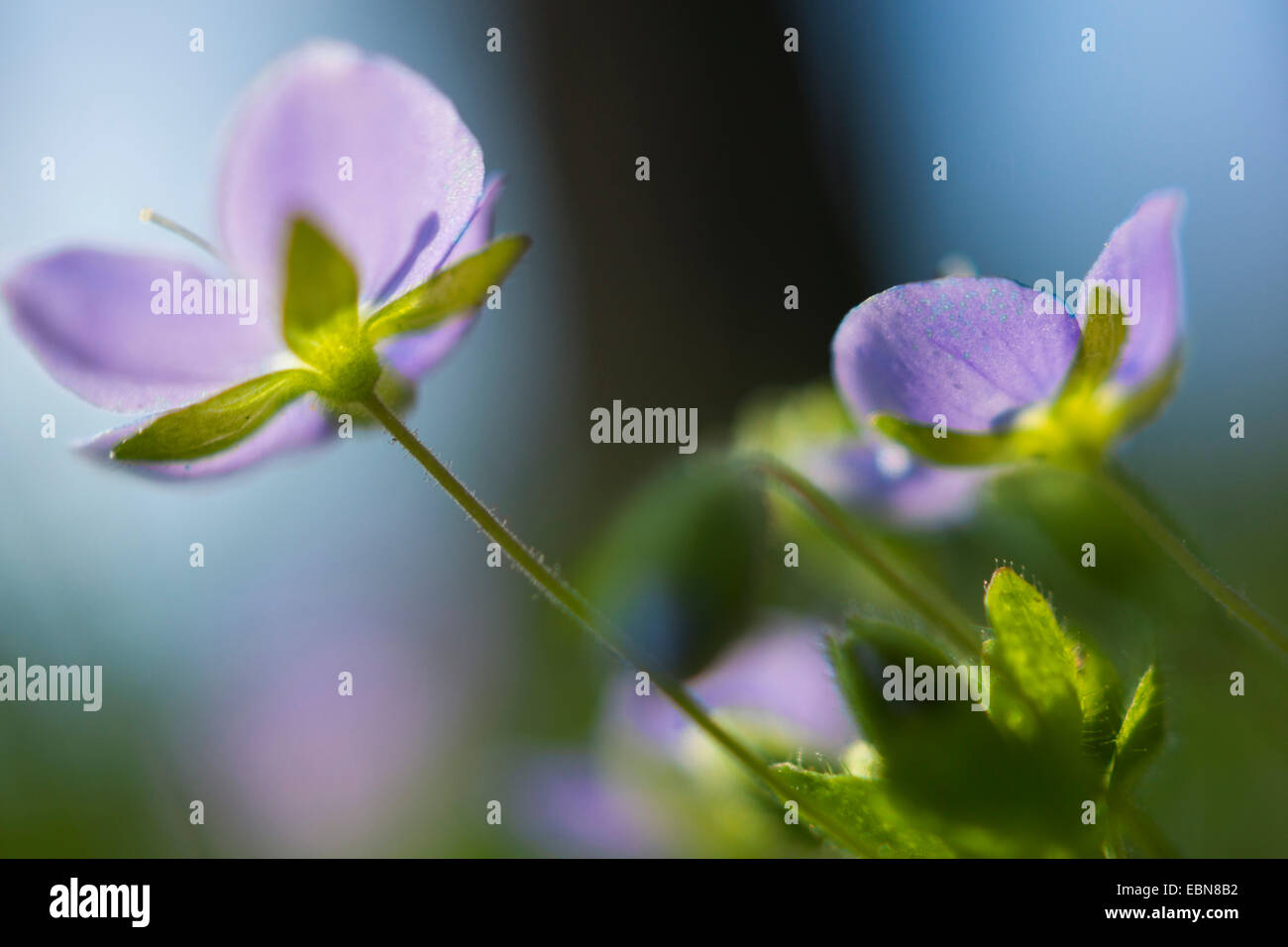 speedwell (Veronica spec.), blossoms in backlight, Germany, Saxony Stock Photo