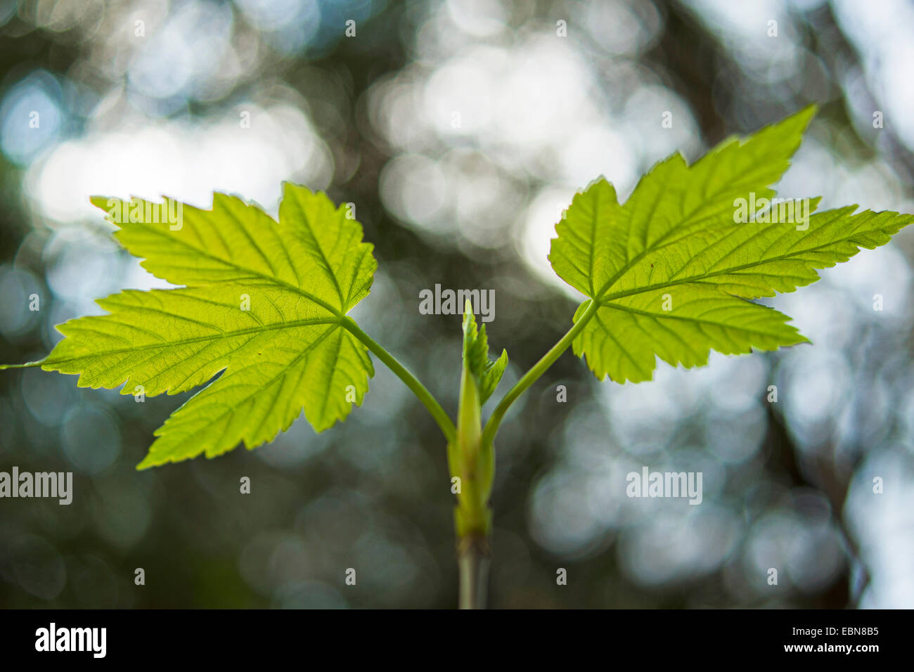 sycamore maple, great maple (Acer pseudoplatanus), leaf shoot, Germany Stock Photo