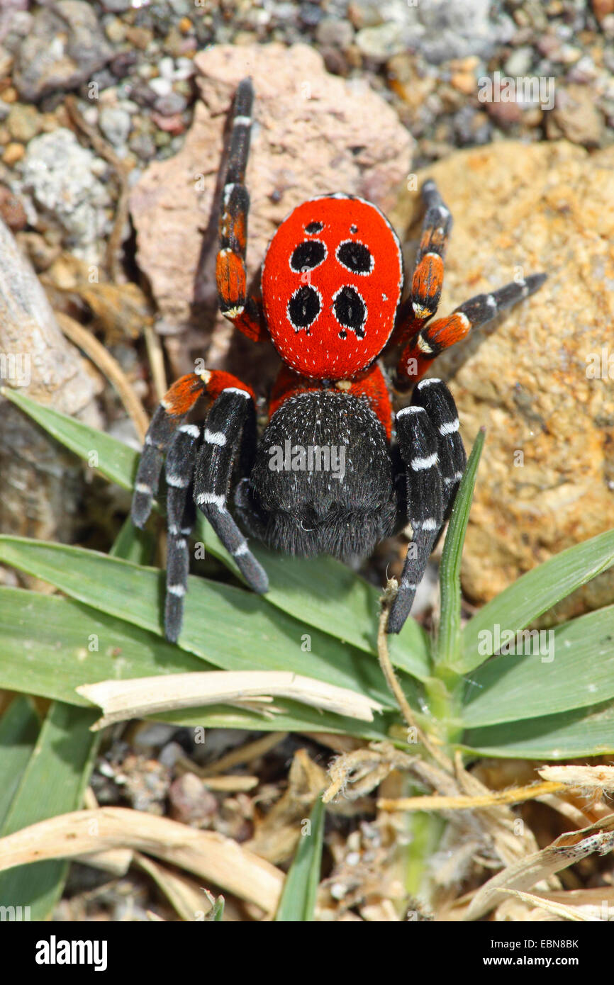 ladybird spider (Eresus niger, Eresus cinnaberinus), male, Greece, Lesbos Stock Photo