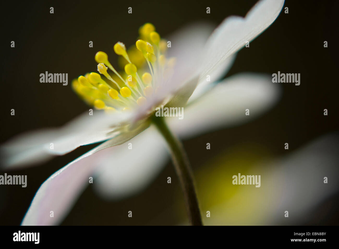 wood anemone (Anemone nemorosa), close-up of a flower, Germany Stock Photo