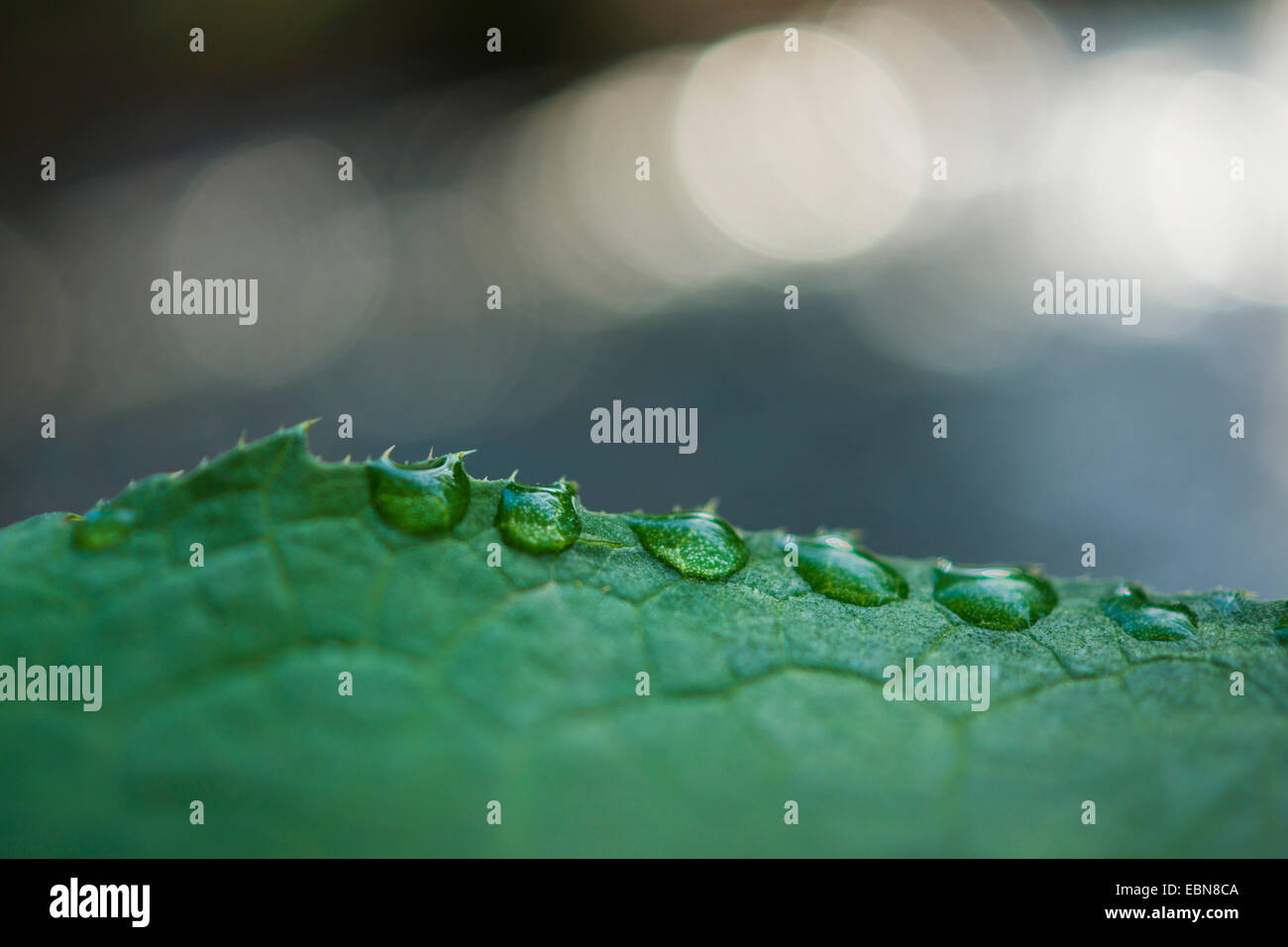 waterdrops at the edge of a leaf, Germany Stock Photo