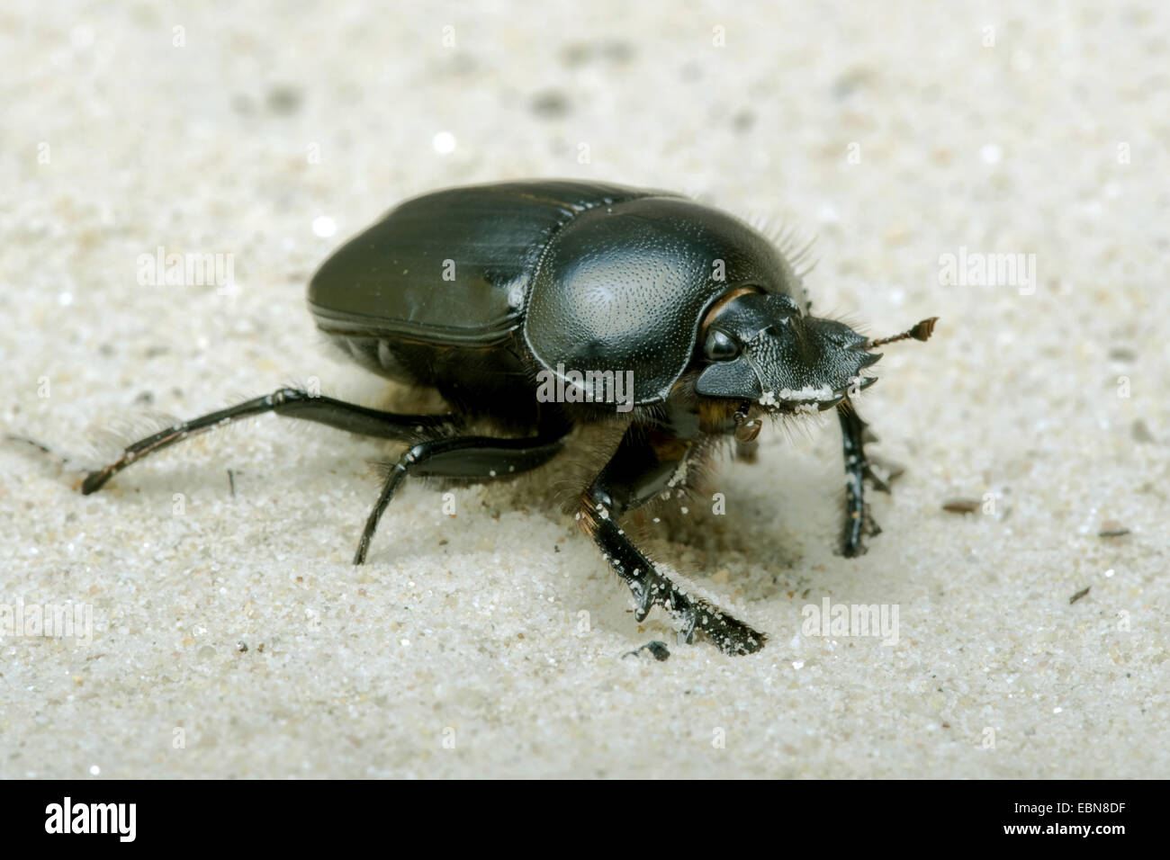 Sacred Scarab Beetle Egyptian Scarab Scarabaeus Sacer Side View Sacred Scarab Beetle Egyptian Scarab Scarabaeus Sacer Side View