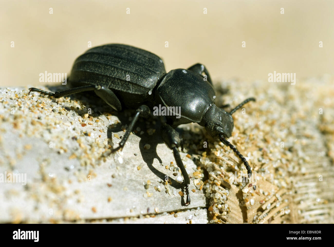 Black Beetle (Scaurus uncinus), side view Stock Photo