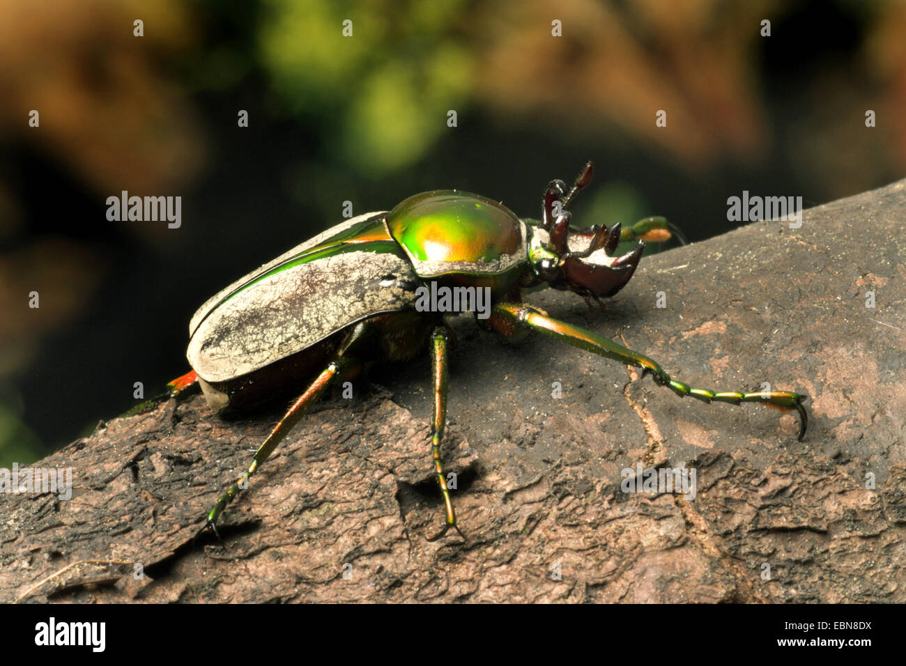 Rose chafer, Sun beetle (Taurhina bertolonii, Ranzania bertolinii ...