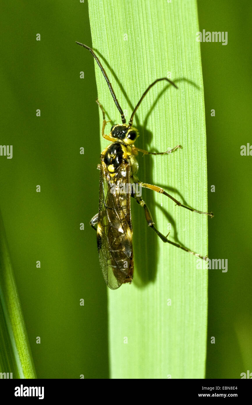 Sawfly (Tenthredopsis spec.), high angle view Stock Photo