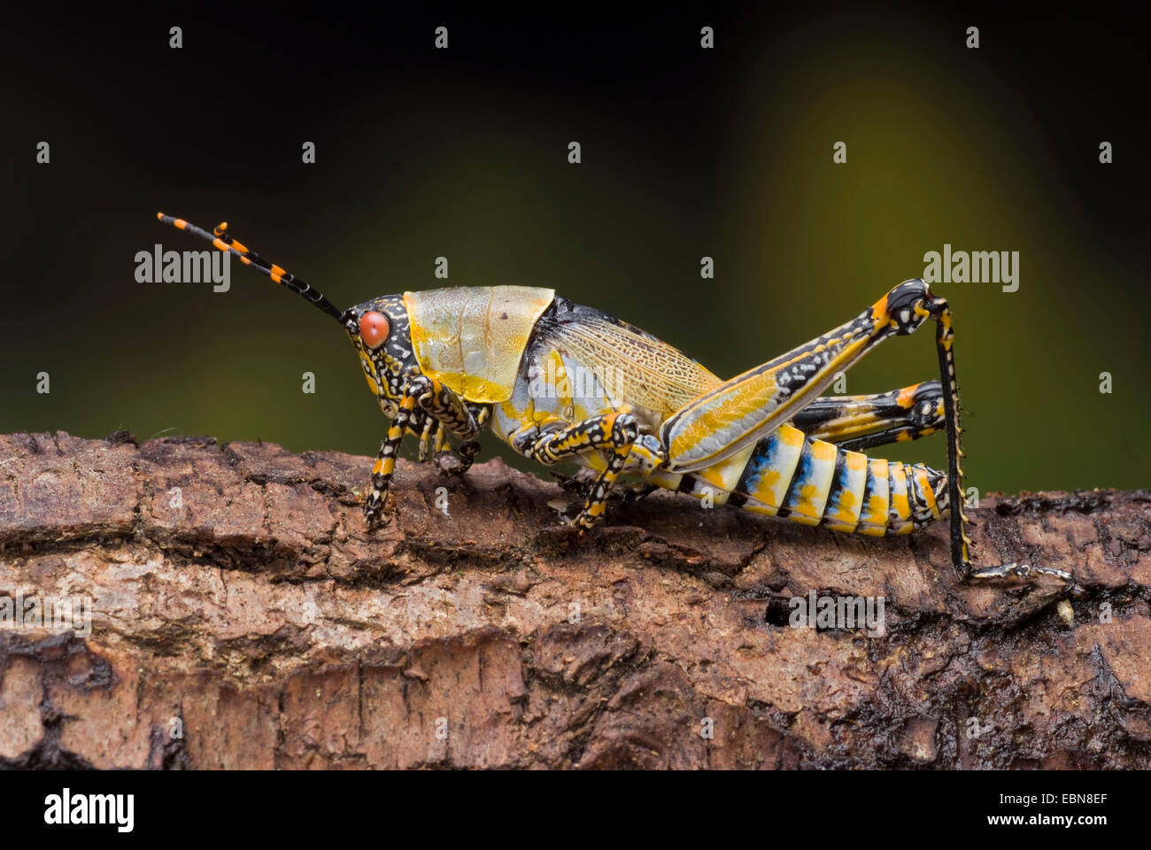 Elegant grashopper (Zonocerus elegans), on bark Stock Photo