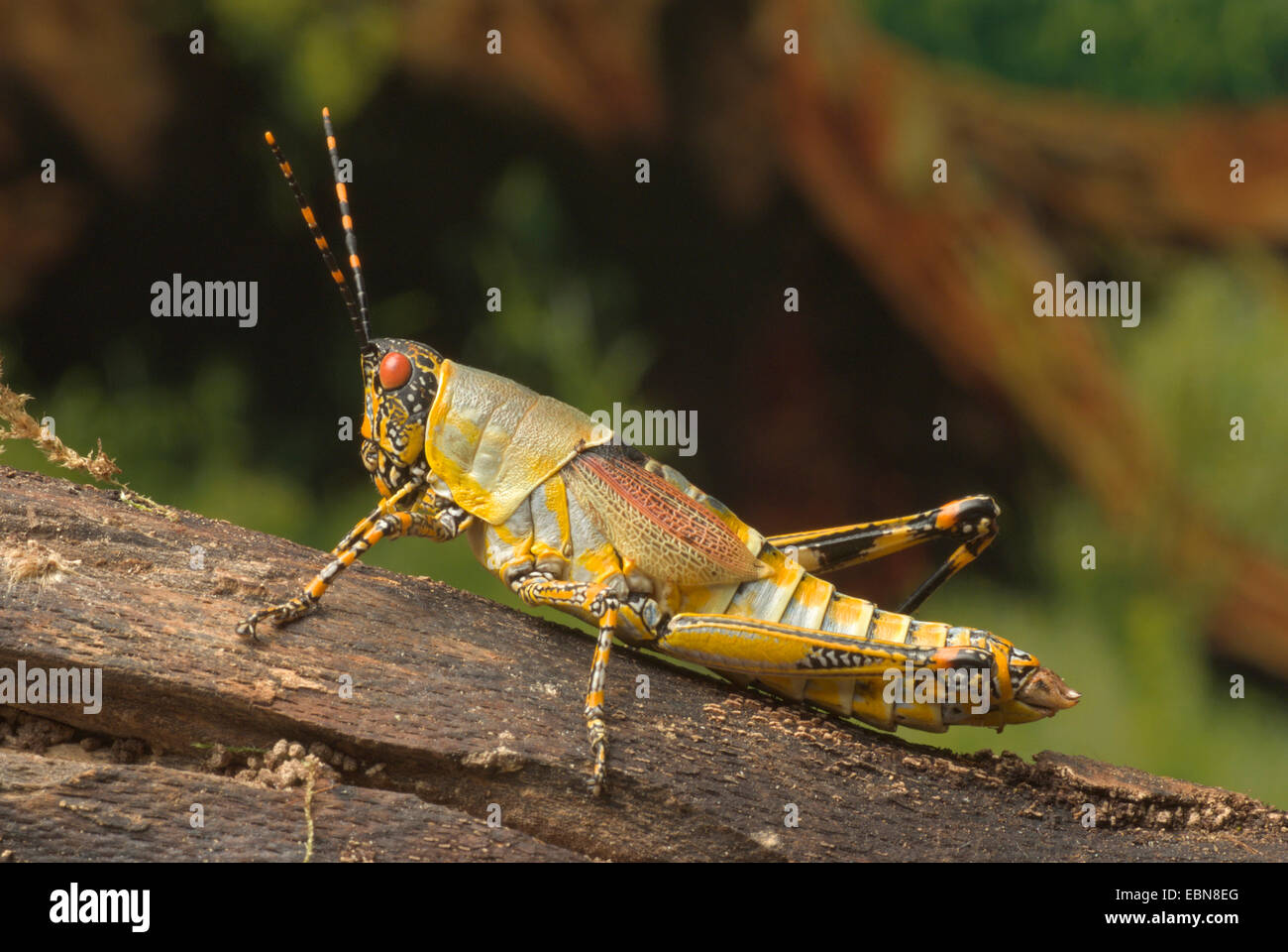 Variegated grasshopper (Zonocerus variegata ), on a branch Stock Photo