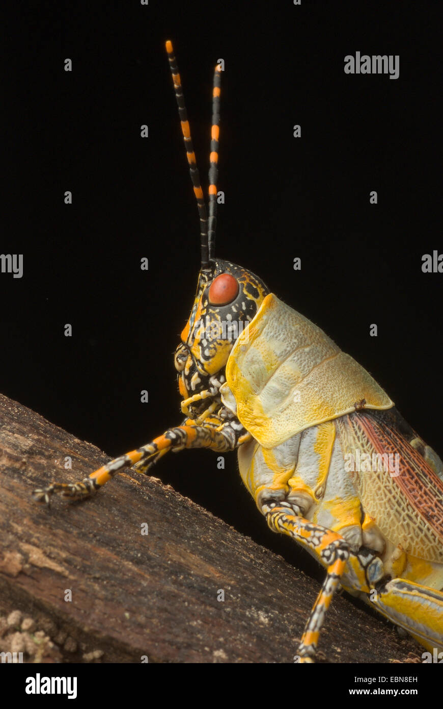 Variegated grasshopper (Zonocerus variegata ), portrait Stock Photo