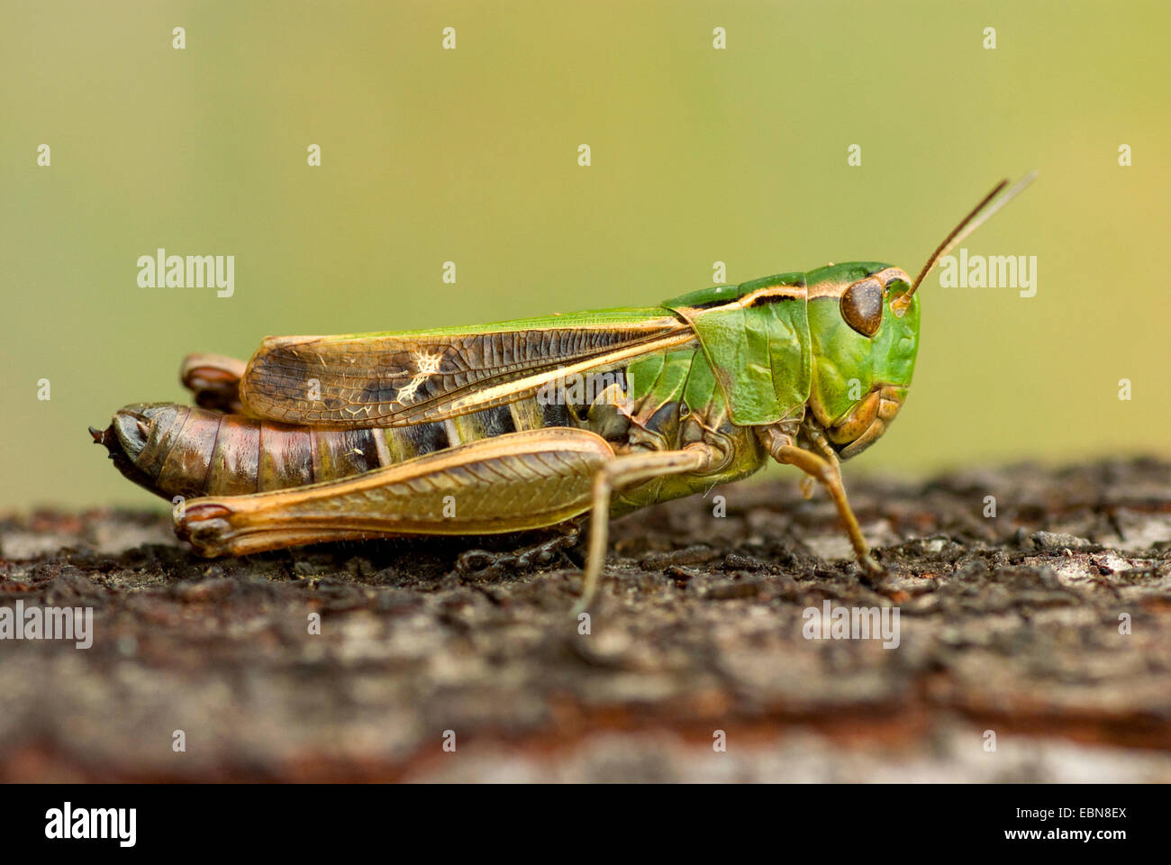 stripe-winged grasshopper, lined grasshopper (Stenobothrus lineatus), sitting on plant, Germany Stock Photo