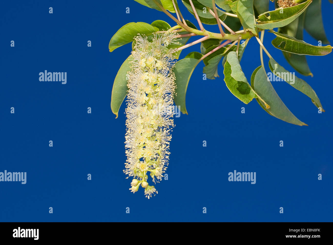 Ombu tree hires stock photography and images Alamy