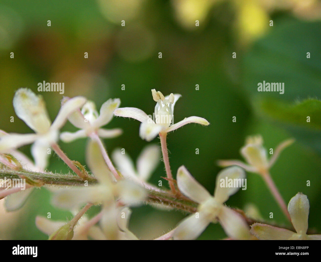 Pigeonberry, Rouge Plant, Baby Peppers, Bloodberry, Coralito (Rivina humilis), flowers Stock Photo