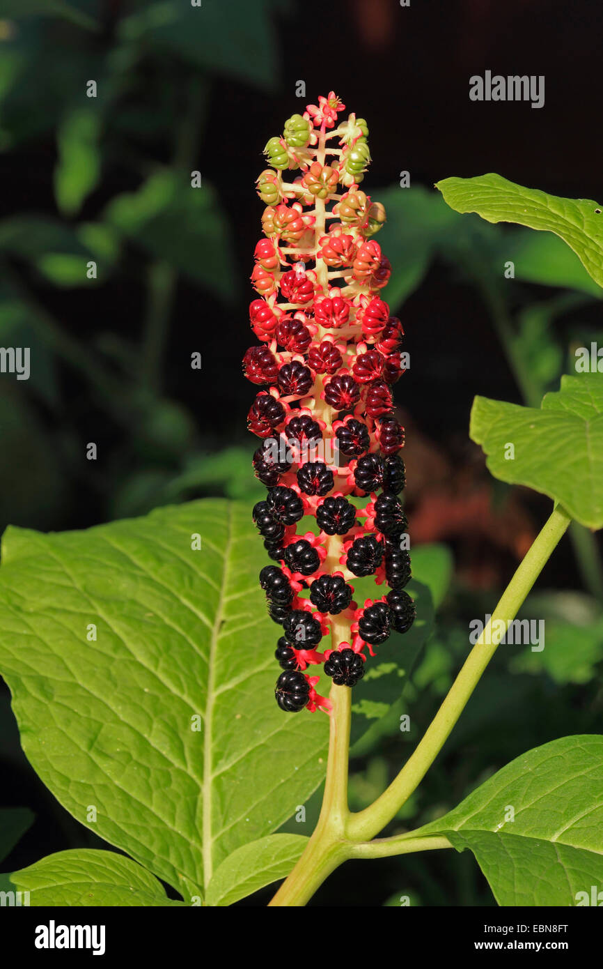 Pokeweed, Indian poke, Redink Plant, Indian Pokeweed (Phytolacca esculenta, Phytolacca acinosa