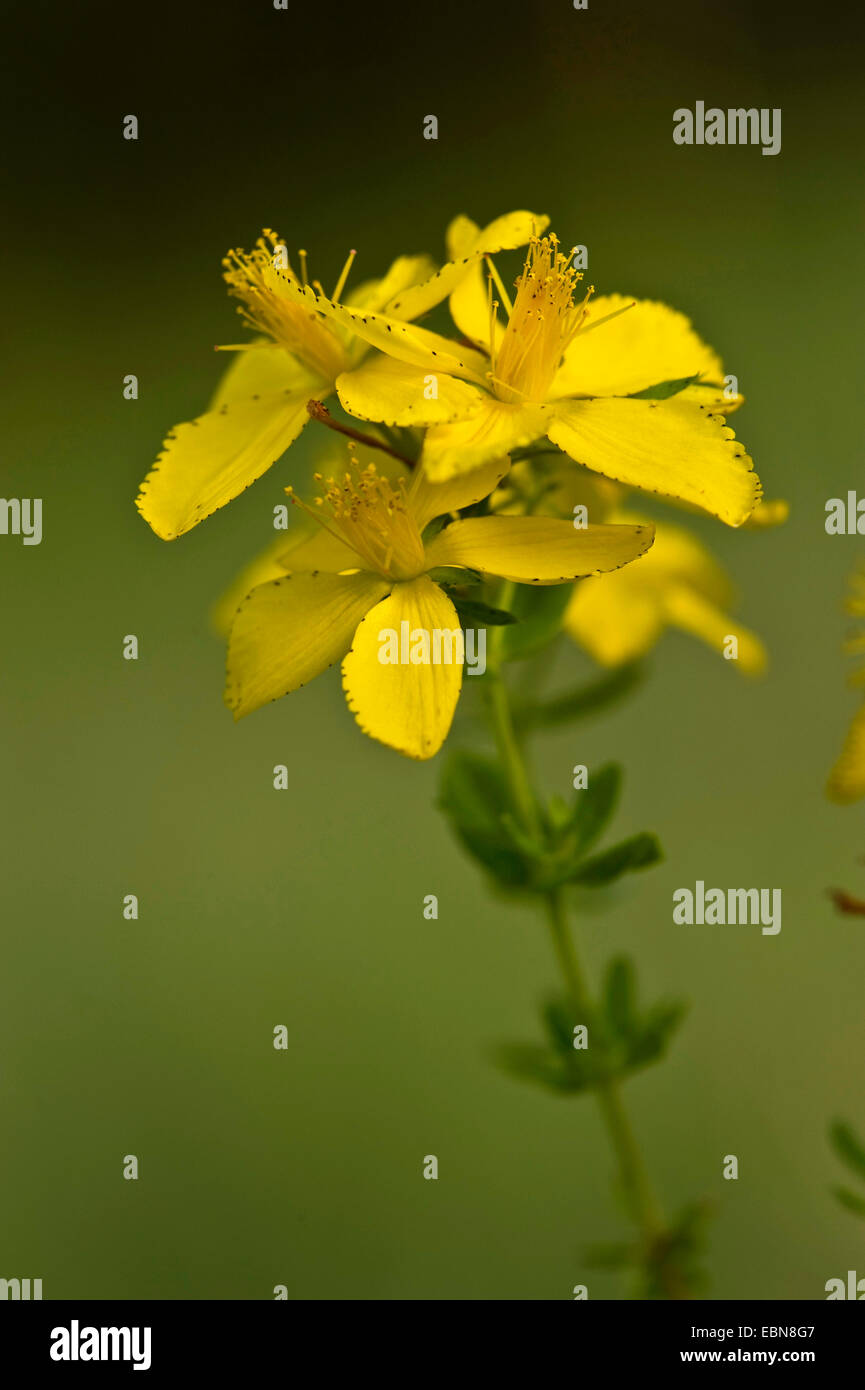 common St John'swort, perforate St John'swort, klamath weed, St. John