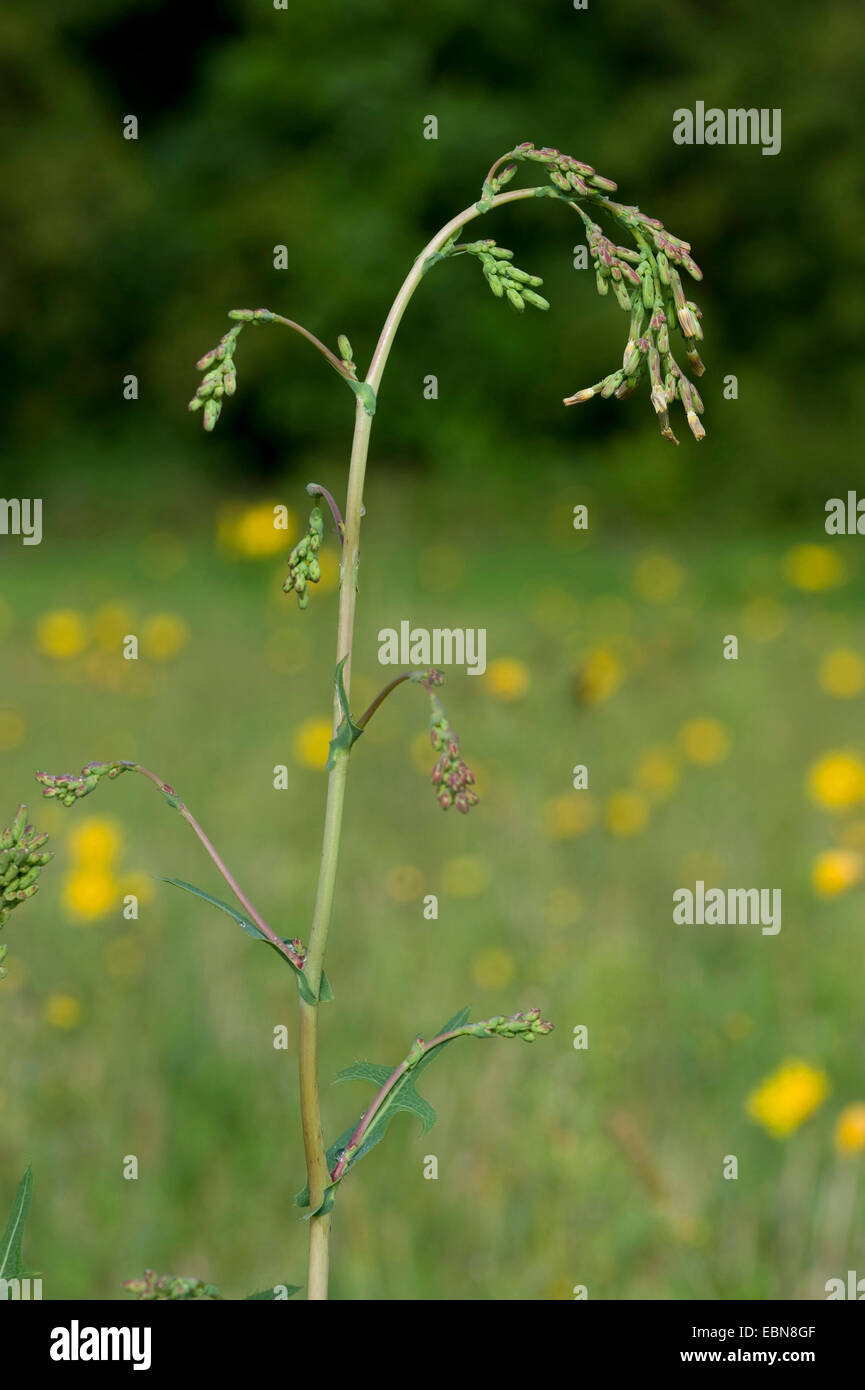 prickly lettuce, scarole (Lactuca serriola, Lactuca scariola