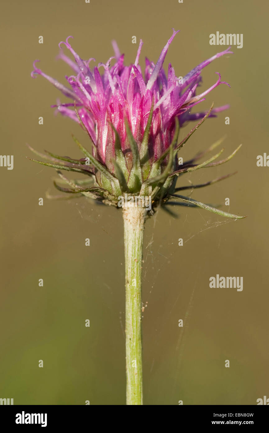 Silversword (Jurinea cyanoides), inflorescence Stock Photo