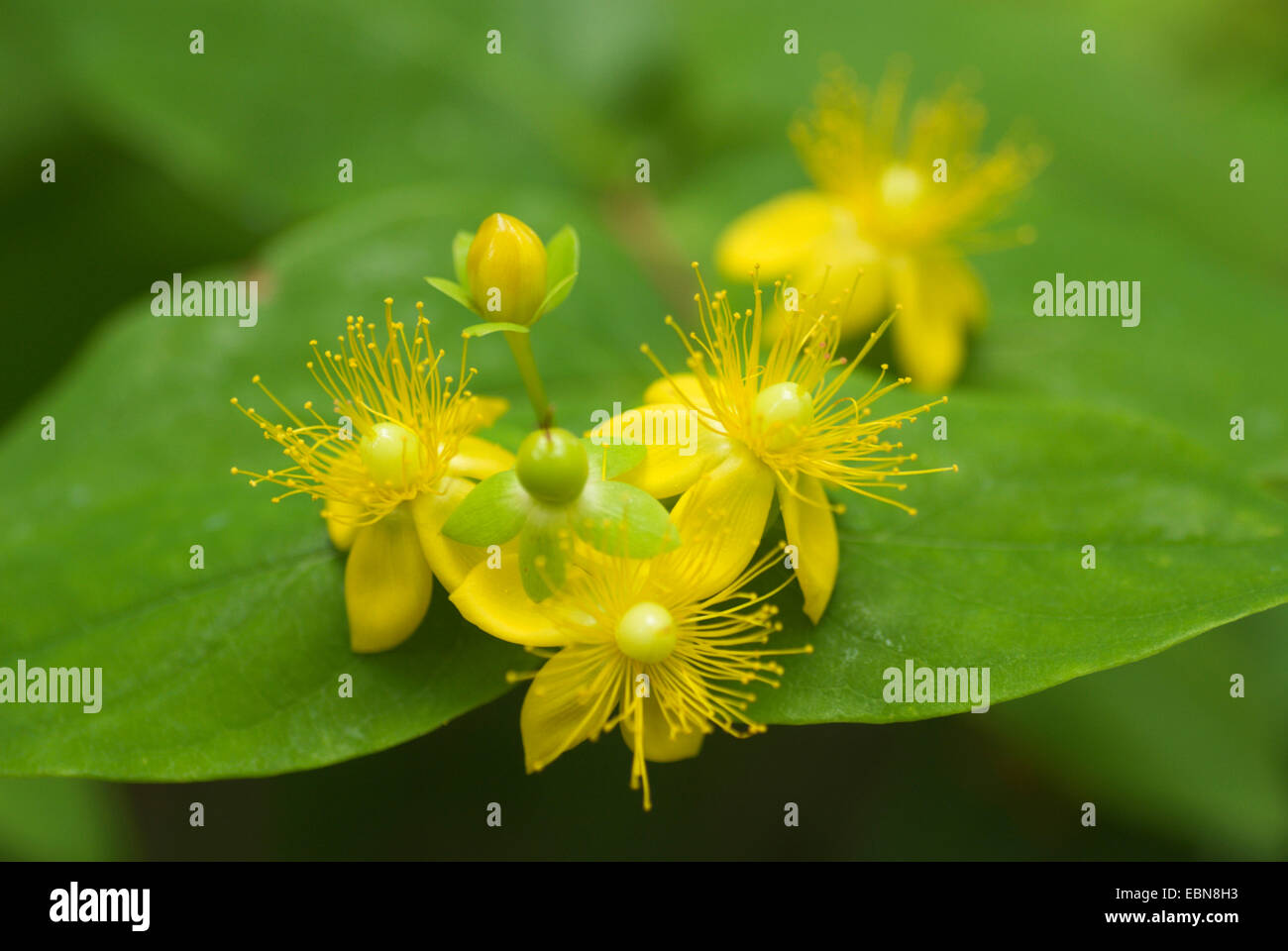 Tutsan (Hypericum androsaemum), blooming Stock Photo