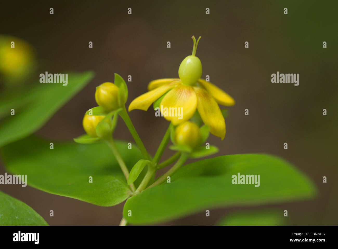 Tutsan (Hypericum androsaemum), blooming Stock Photo