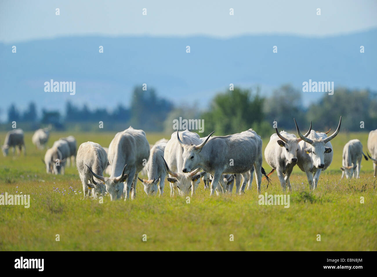 Hungarian Steppe Cattle, Hungarian Grey Cattle, Hungarian Podolian Steppe Cattle (Bos primigenius f. taurus), herd on a pasture, Austria, Burgenland, Neusiedler See National Park, Apetlon Stock Photo