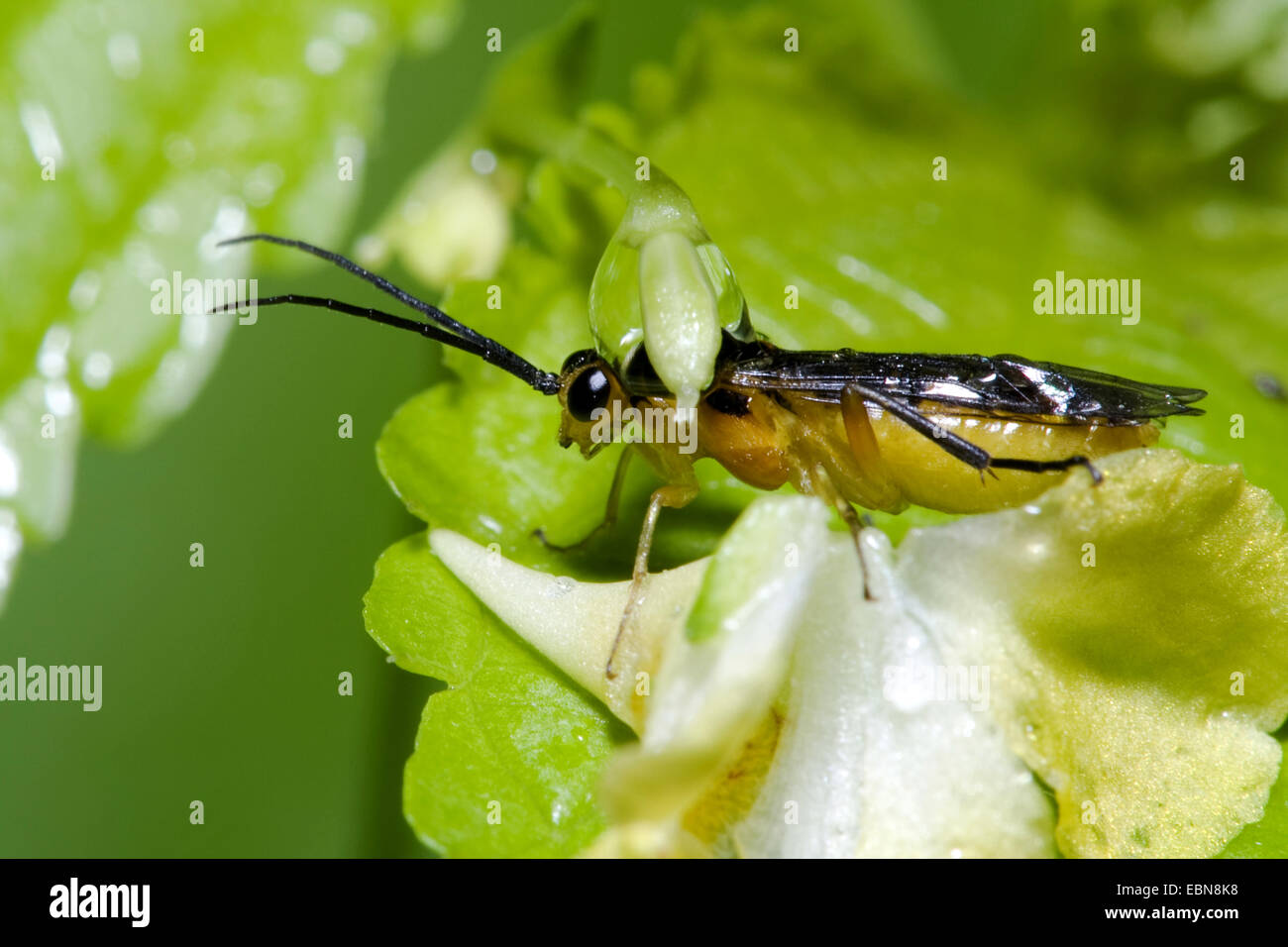 sawfly, Nematinae spec  (Nematinae spec), on a leaf Stock Photo