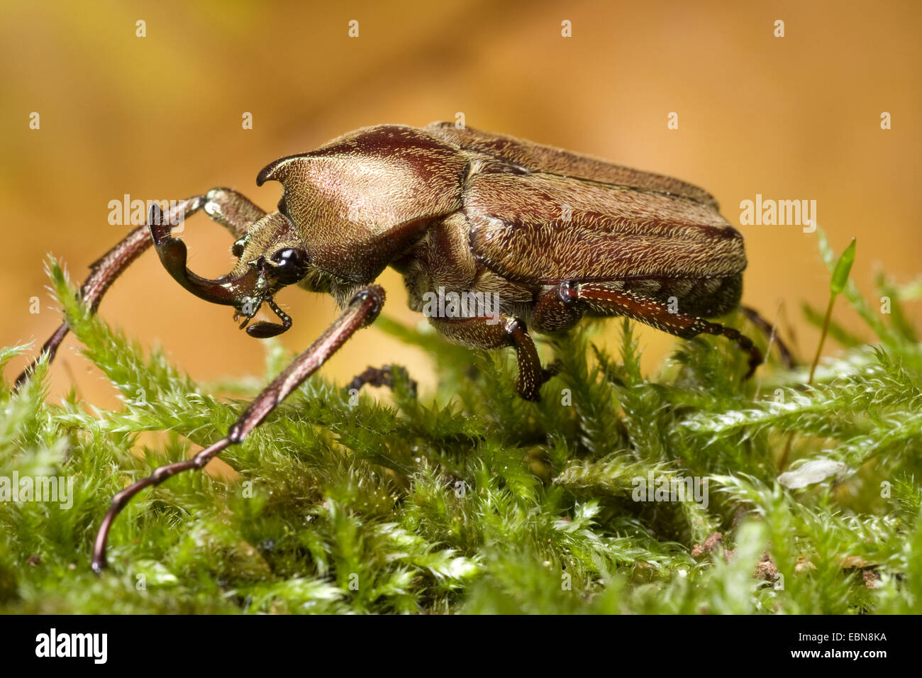 Sun Beetle (Mycteristes rhinophyllus), male Stock Photo - Alamy