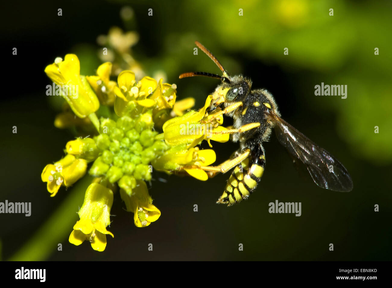 Cuckoo Bee (Nomada spec.), on a flower Stock Photo