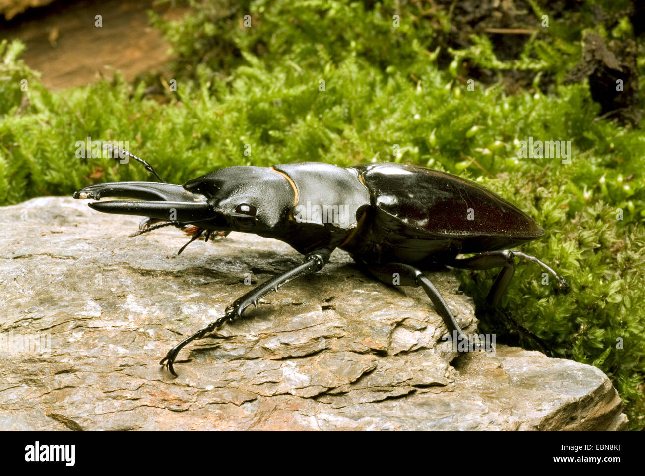 Odontolabis hi-res stock photography and images - Alamy