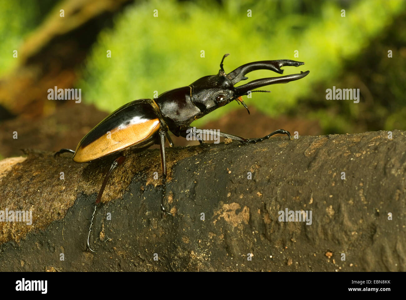 Stag Beetle; Odontolabis cuvera sinensis (Odontolabis cuvera sinensis), male, close-up view Stock Photo