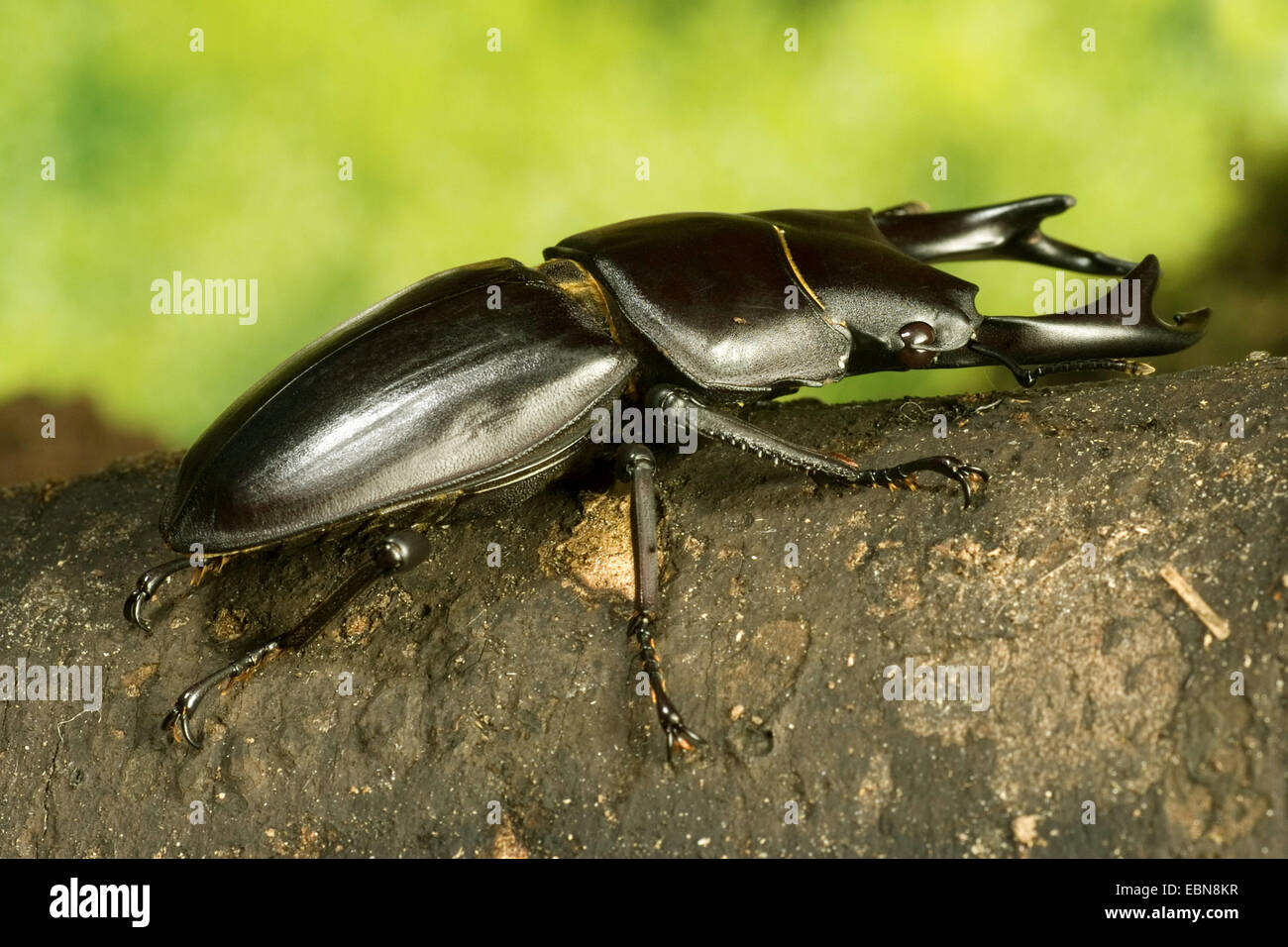 Stag Beetle; Odontolabis sinensis (Odontolabis sinensis), male, close-up view Stock Photo
