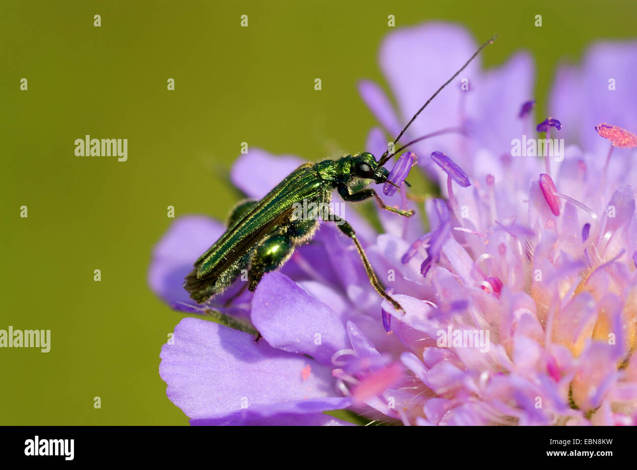 Thick-legged flower beetle (Oedemera nobilis), on scabious flower, Germany Stock Photo