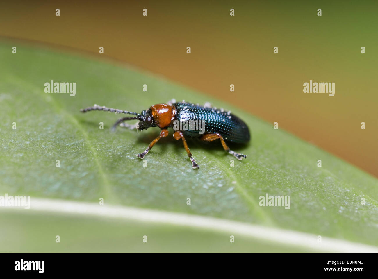 cereal leaf beetle (oat leaf beetle, barley leaf beetle),Cereal Leaf Beetle (Lema melanopus, Oulema melanopus-duftschmidi), on a leaf, Germany Stock Photo