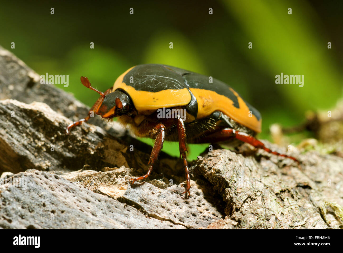 Rose chafer, Sun Beetle (Pachnoda ephippiata), side view Stock Photo ...