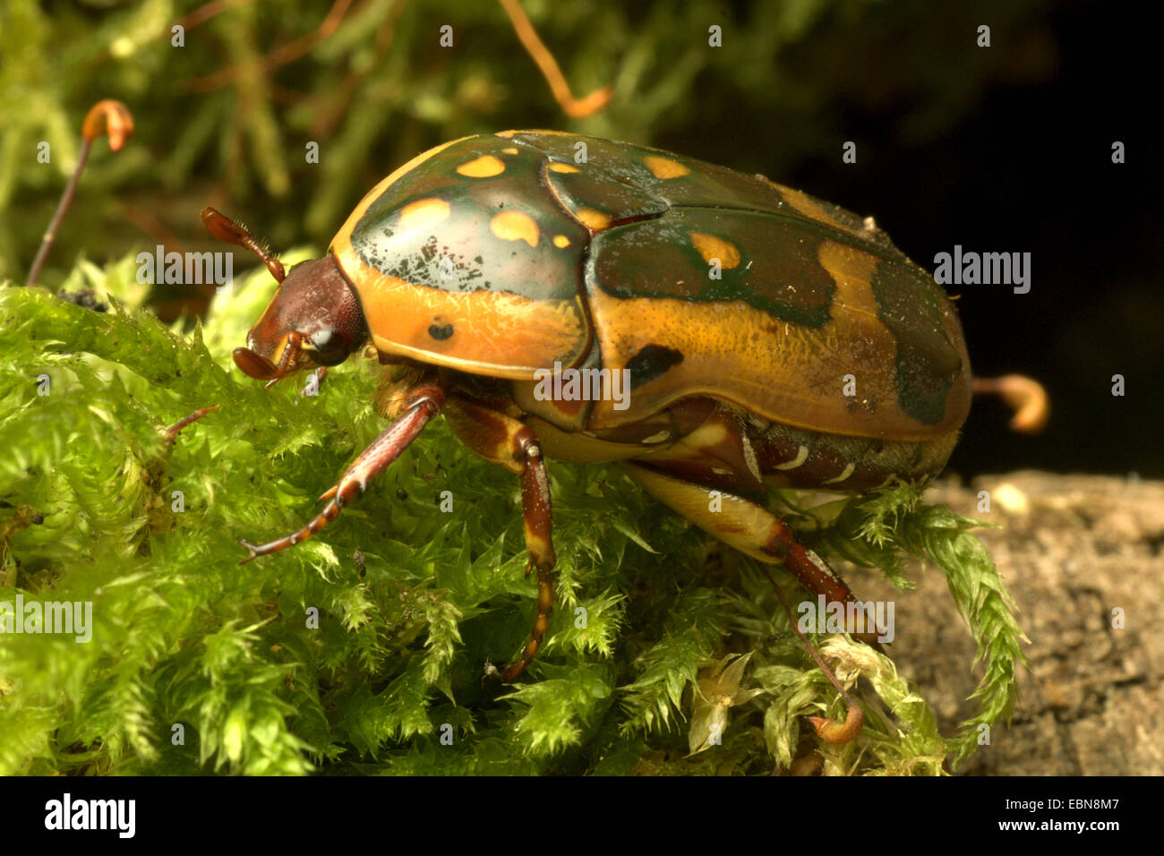 Rose chafer, Sun Beetle (Pachnoda fissipuncta), side view Stock Photo ...