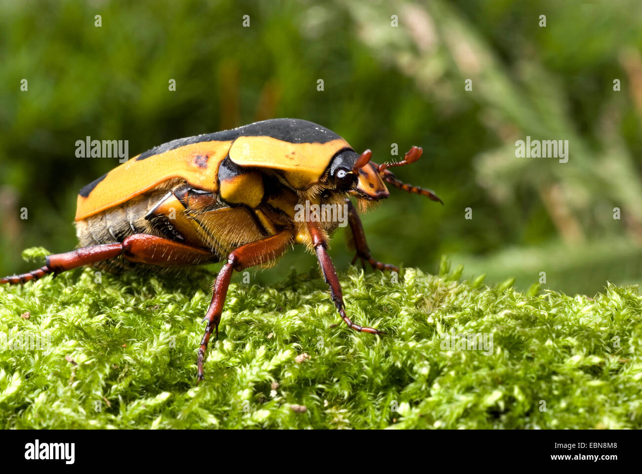 Rose chafer ,Sun Beetle (Pachnoda ephippiata), side view Stock Photo ...