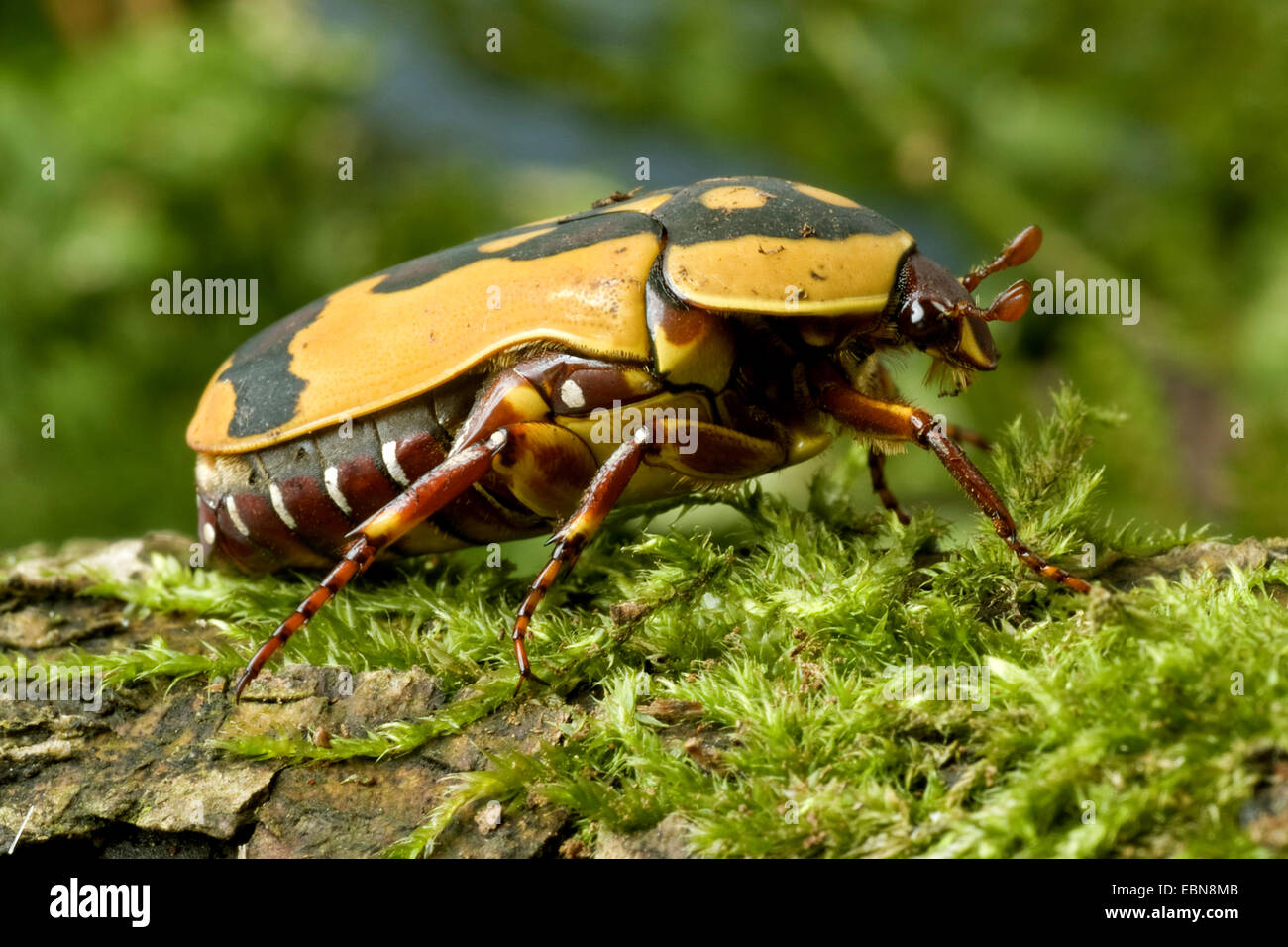 rose chafer, Sun Beetle, Pachnoda (Pachnoda trimaculata), side view ...