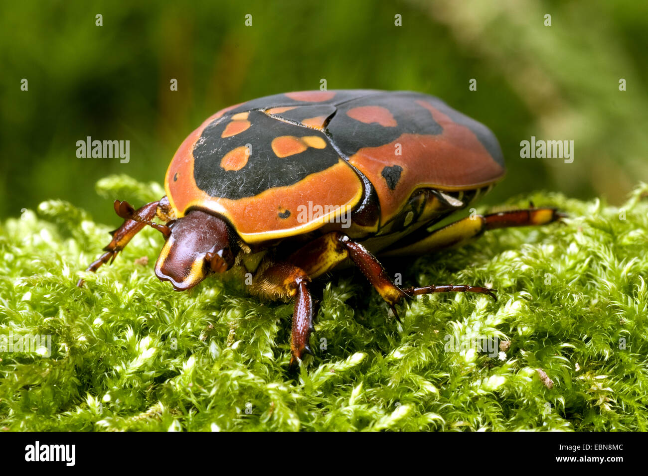 Trimaculata hi-res stock photography and images - Alamy