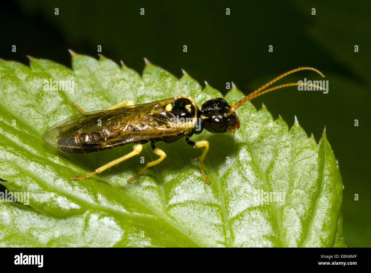Sawfly (Pamphilius sylvaticus), on a leaf, Germany Stock Photo