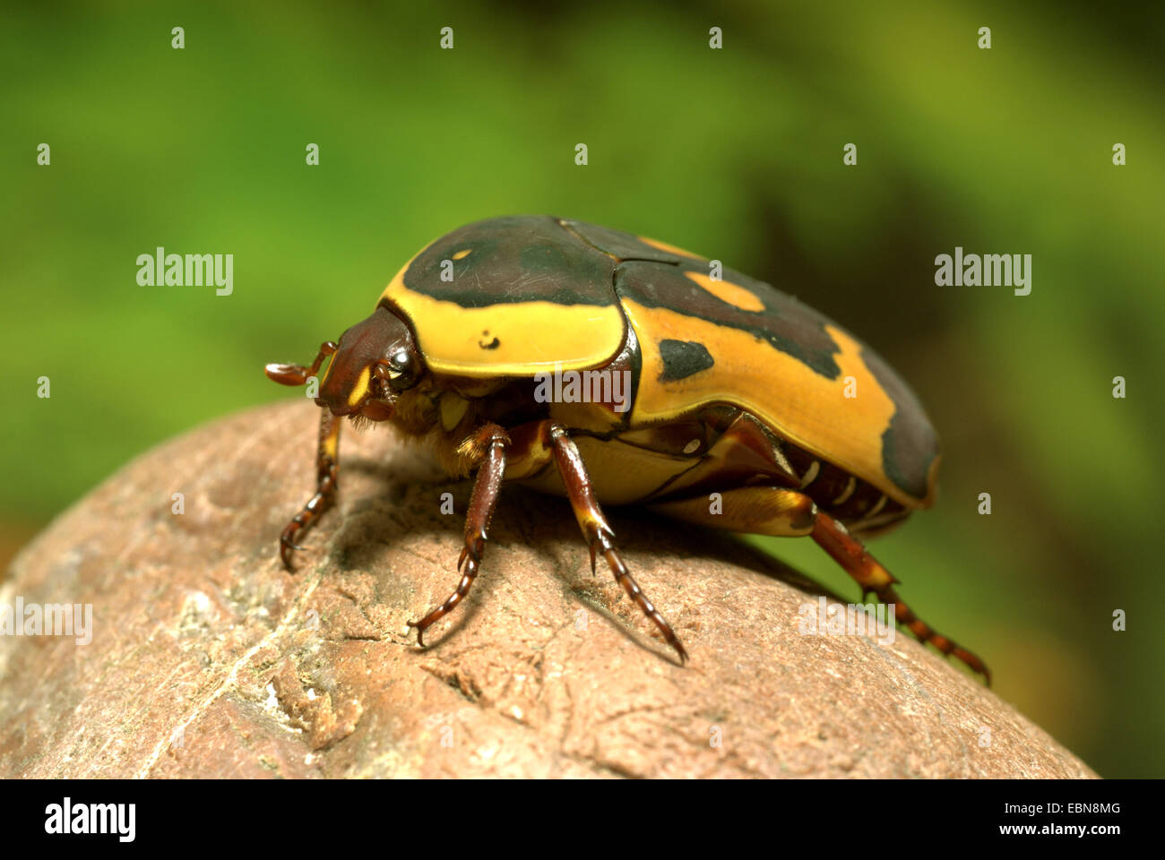 rose chafer, Sun Beetle, Pachnoda (Pachnoda trimaculata), side view