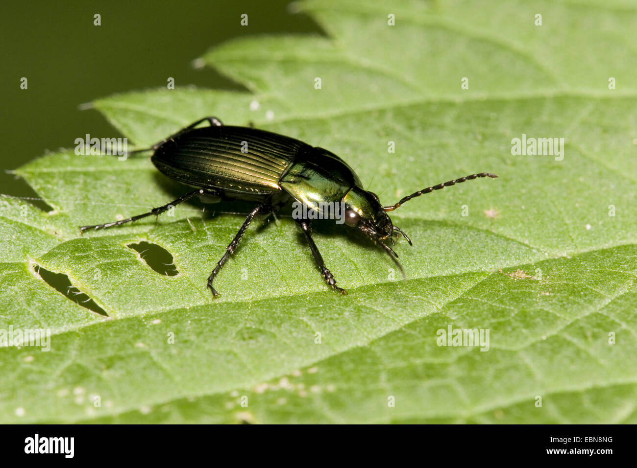 Rain beetle, ground beetle (Pterostichus cupreus, Poecilus cupreus), on a leaf, Germany Stock Photo