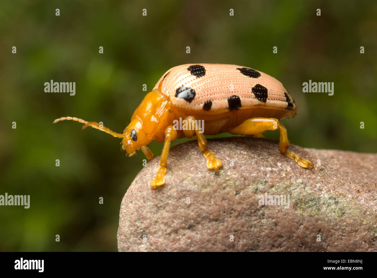 Leaf Beetle, Podontia quatuordecimpunctata (Podontia quatuordecimpunctata), side view Stock Photo