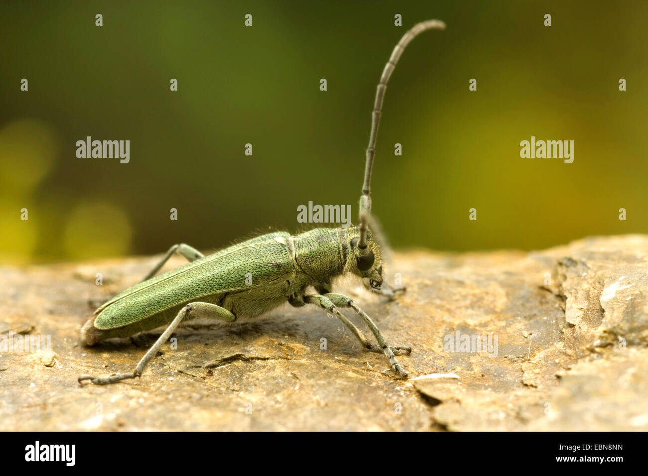 Paterson's curse stem beetle, Longicorn Beetle (Phytoecia coerulescens), side view, Germany, Hesse Stock Photo