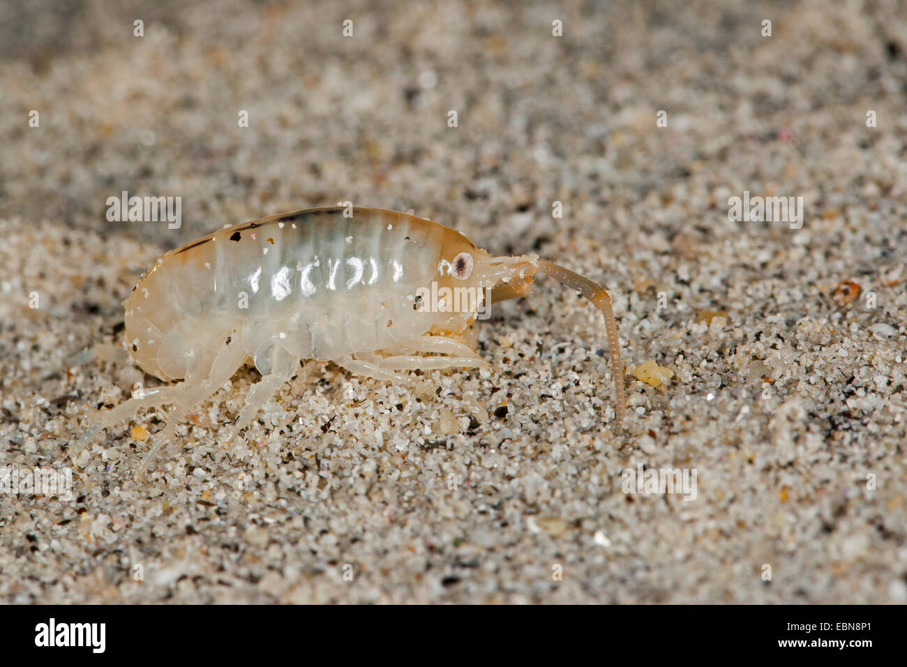 Sand hopper, Sand-hopper, Sandhopper, Greater sandhopper (Talitrus saltator, Talitrus locusta, Talitrus littoralis), washed up on the sand coast, living between and under algae, Germany Stock Photo