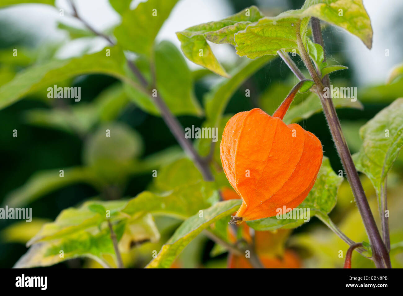 Chinese lantern, Japanese lantern, winter cherry, strawberry tomato