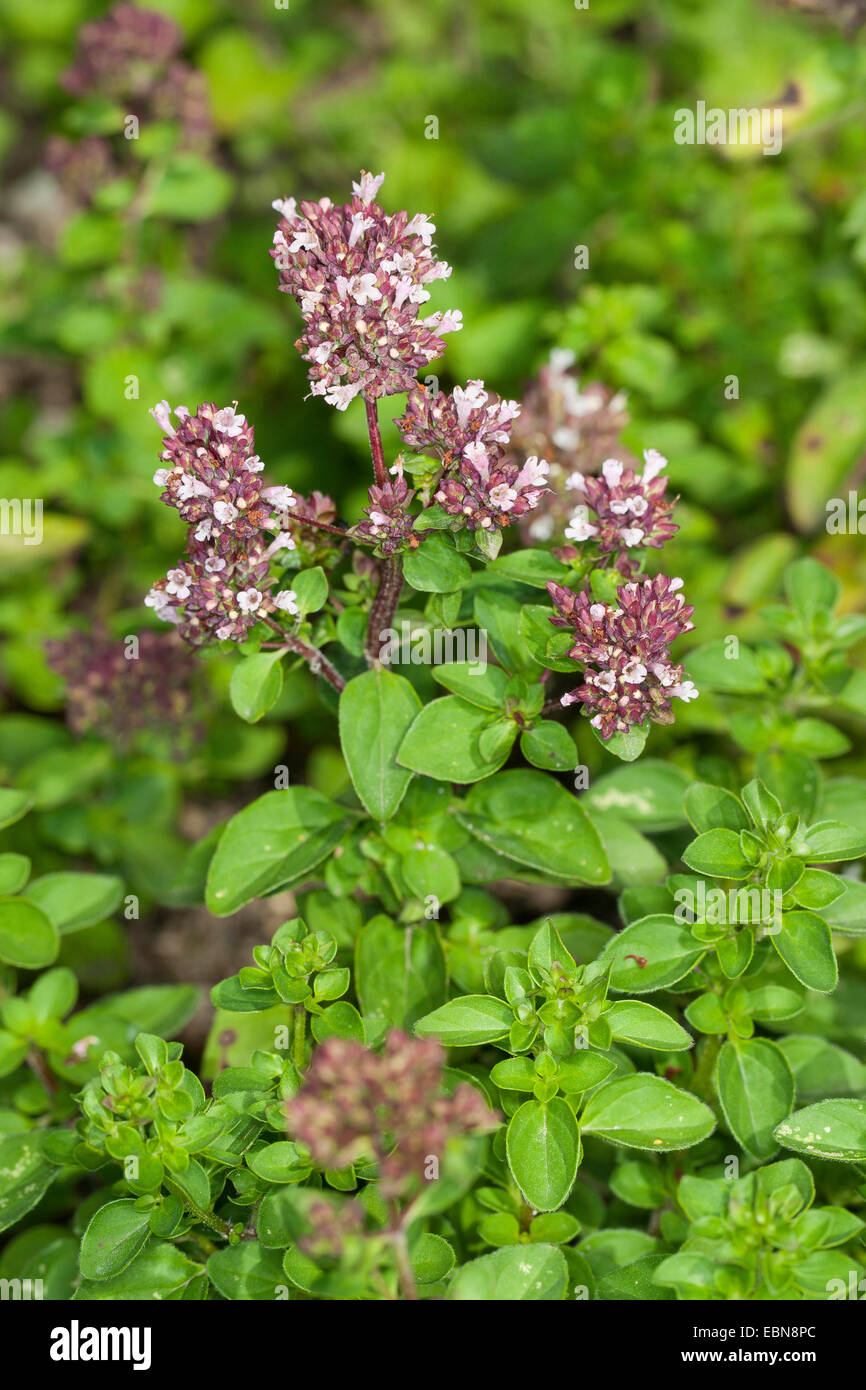 sweet marjoram, knotted marjoram (Origanum majorana, Majorana hortensis), blooming Stock Photo