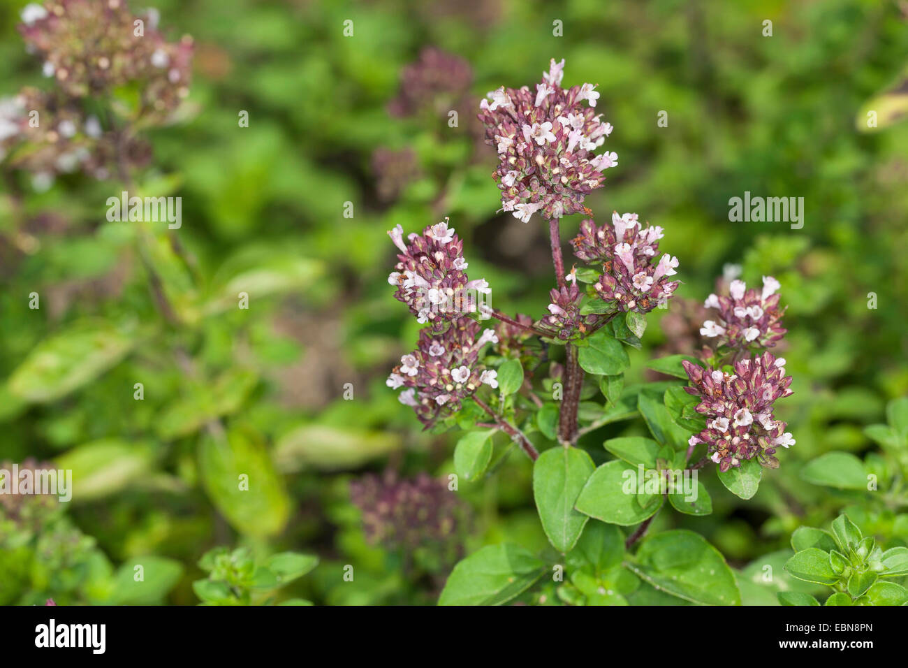 Marjoram origanum majorana hires stock photography and images Alamy