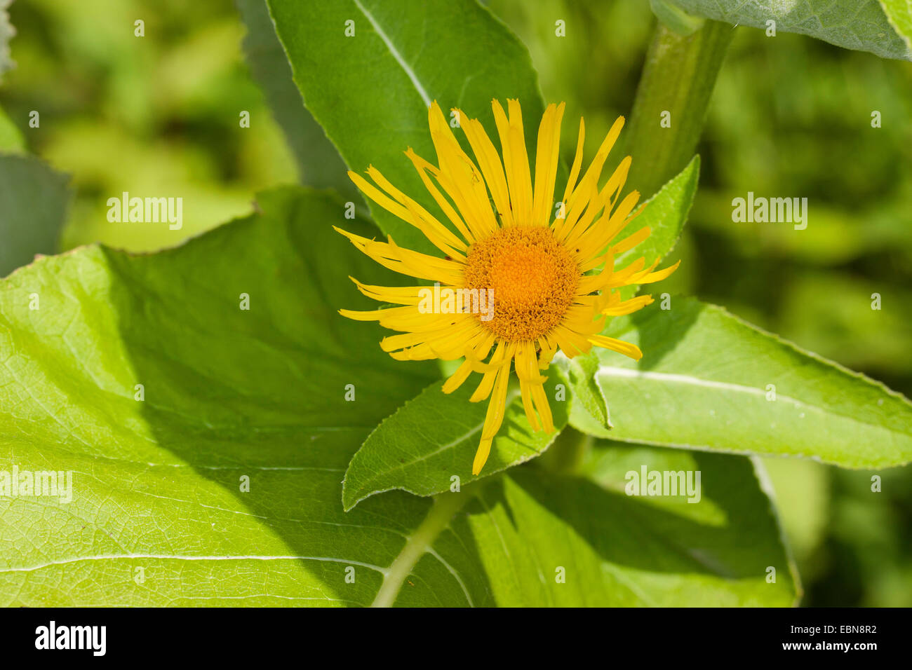 elecampane flower (Inula helenium), blooming, Germany Stock Photo