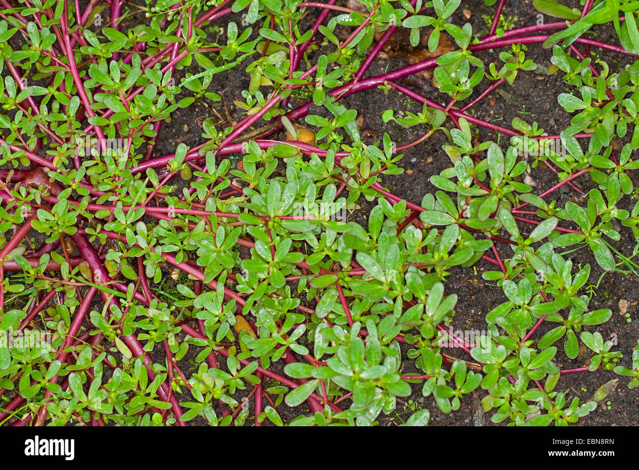 Common Purslane, Verdolaga, Pigweed, Little Hogweed, Pursley, Moss rose (Portulaca oleracea subsp. sativa), Germany Stock Photo
