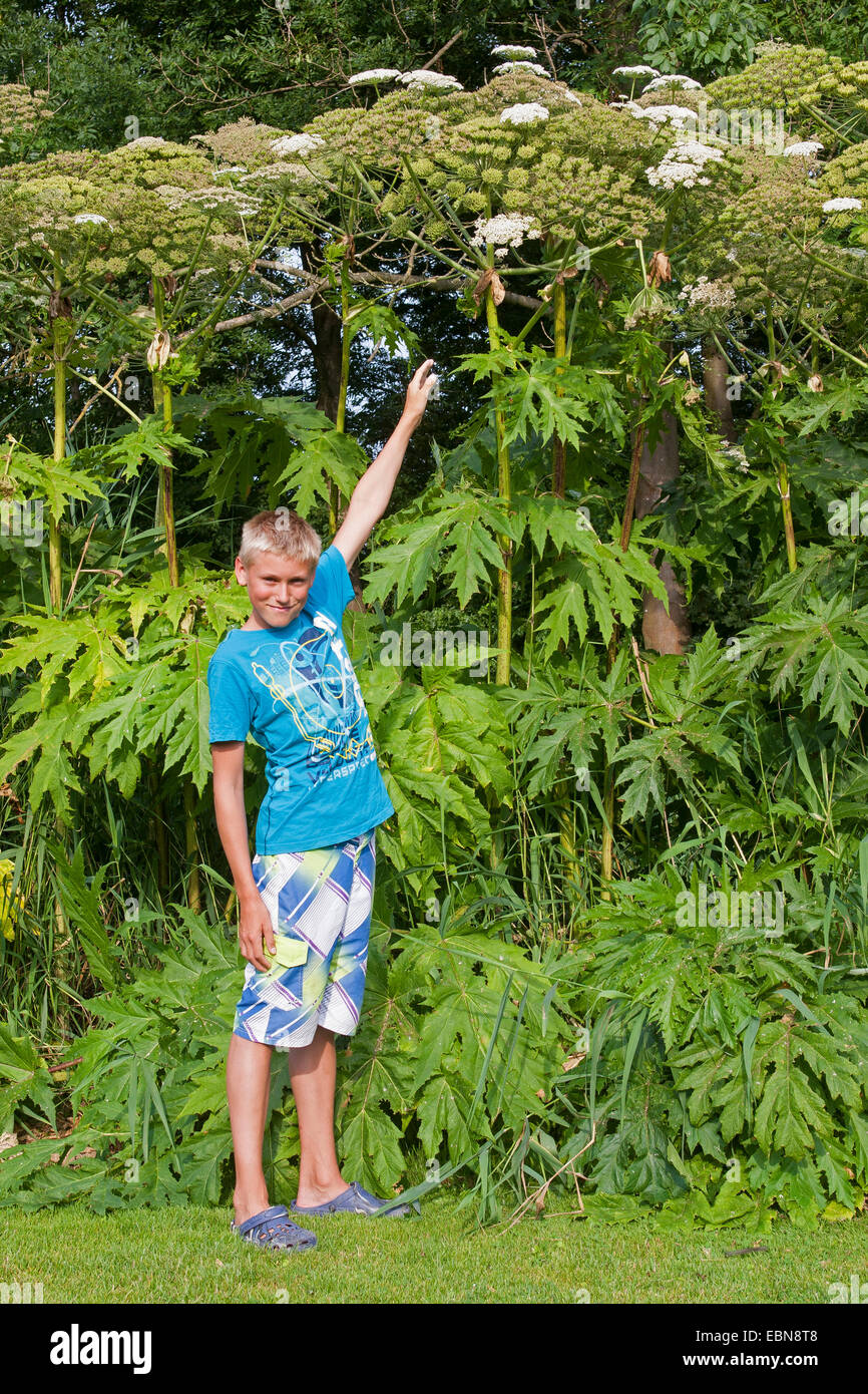 Giant hogweed (Heracleum mantegazzianum), blooming plants with boy as size comparision, Germany Stock Photo