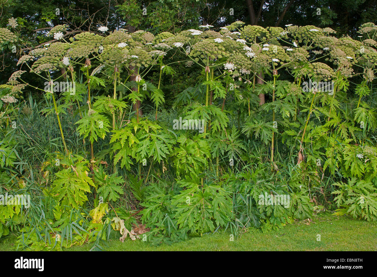 Giant hogweed (Heracleum mantegazzianum), blooming plants, Germany Stock Photo