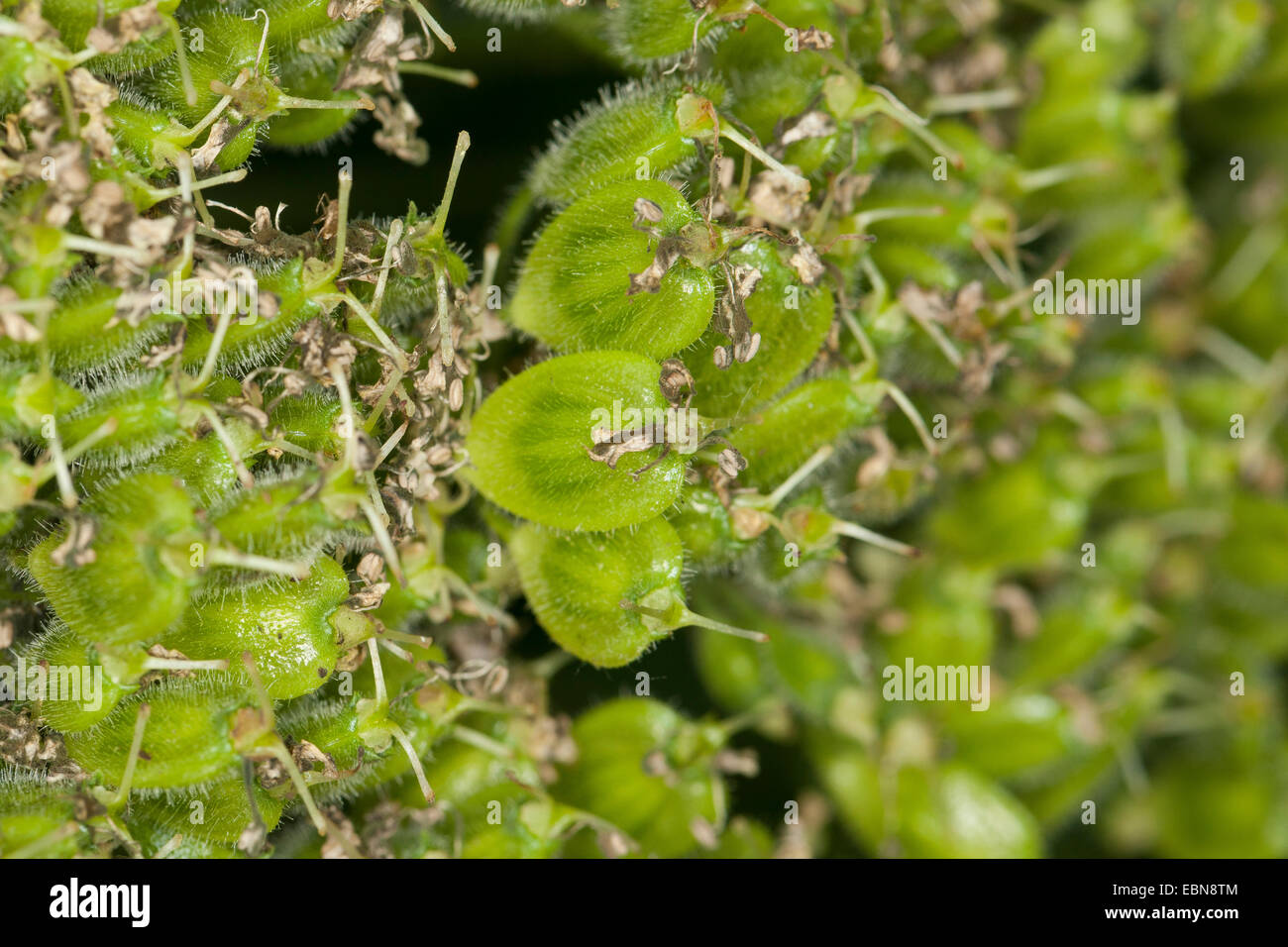 Giant hogweed (Heracleum mantegazzianum), young fruits, Germany Stock Photo